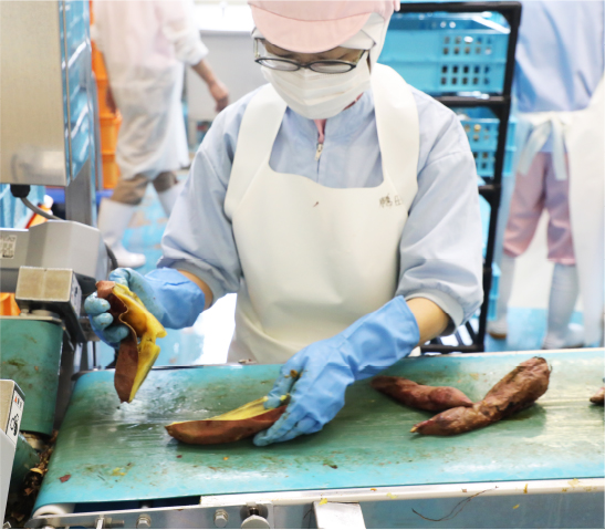 焼芋＆芋ペーストの製造、青果芋類販売イメージ